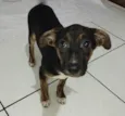 Machinhos