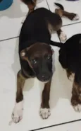 Machinhos