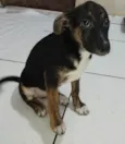 Machinhos