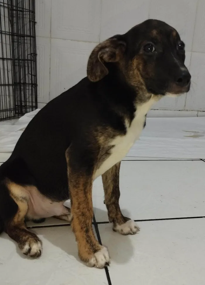 Cachorro ra a SRD-ViraLata idade 2 a 6 meses nome Machinhos