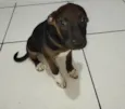 Machinhos