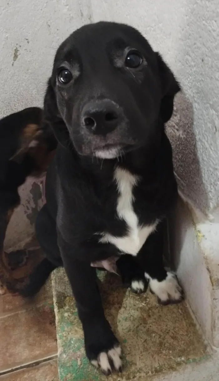 Cachorro ra a SRD-ViraLata idade 2 a 6 meses nome Machinhos