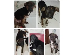 Cachorro raça SRD-ViraLata idade 2 a 6 meses nome Machinhos