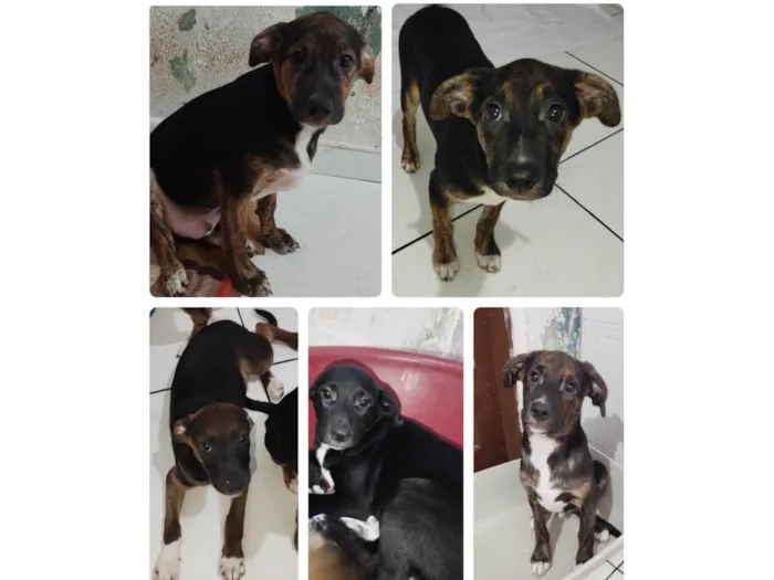 Cachorro ra a SRD-ViraLata idade 2 a 6 meses nome Machinhos