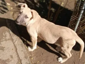 Cachorro raça Misturada idade 2 a 6 meses nome Tila