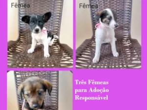 Cachorro raça SRD-ViraLata idade 2 a 6 meses nome 3 FÊMEAS
