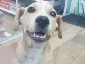 Cachorro raça SRD-ViraLata idade 2 a 6 meses nome Gigi