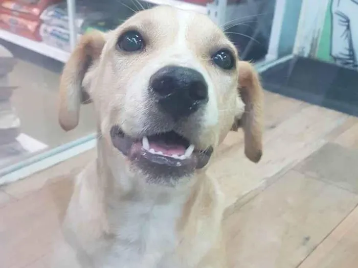 Cachorro ra a SRD-ViraLata idade 2 a 6 meses nome Gigi