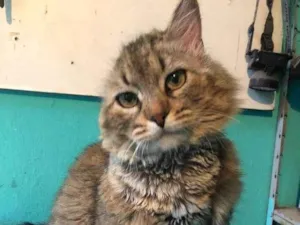 Gato raça Srd idade 1 ano nome Romeu