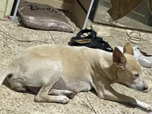 Cachorro raça Viralata idade 2 anos nome Patrícia 