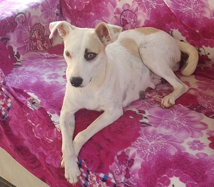 Cachorro ra a SRD-ViraLata idade 2 anos nome FÊMEA JOVEM