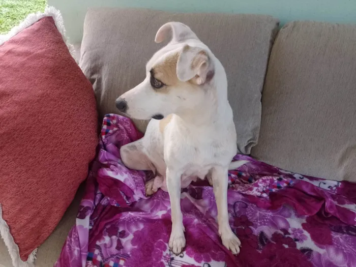 Cachorro ra a SRD-ViraLata idade 2 anos nome FÊMEA JOVEM