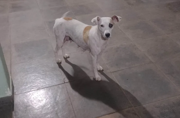 Cachorro ra a SRD-ViraLata idade 2 anos nome FÊMEA JOVEM