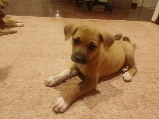 Cachorro ra a SRD-ViraLata idade 2 a 6 meses nome FILHOTE 3 MESES