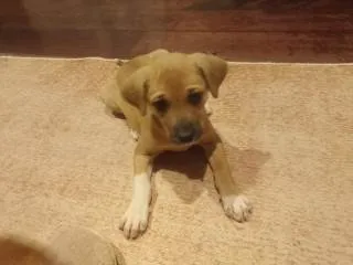 Cachorro ra a SRD-ViraLata idade 2 a 6 meses nome FILHOTE 3 MESES