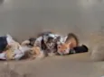 Gatinhos