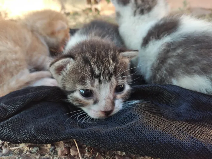 Gato ra a SRD-ViraLata idade Abaixo de 2 meses nome Gatinhos