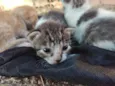 Gatinhos