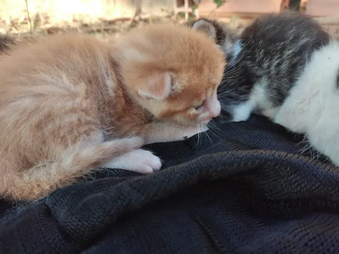 Gato ra a SRD-ViraLata idade Abaixo de 2 meses nome Gatinhos