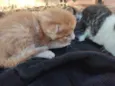 Gatinhos