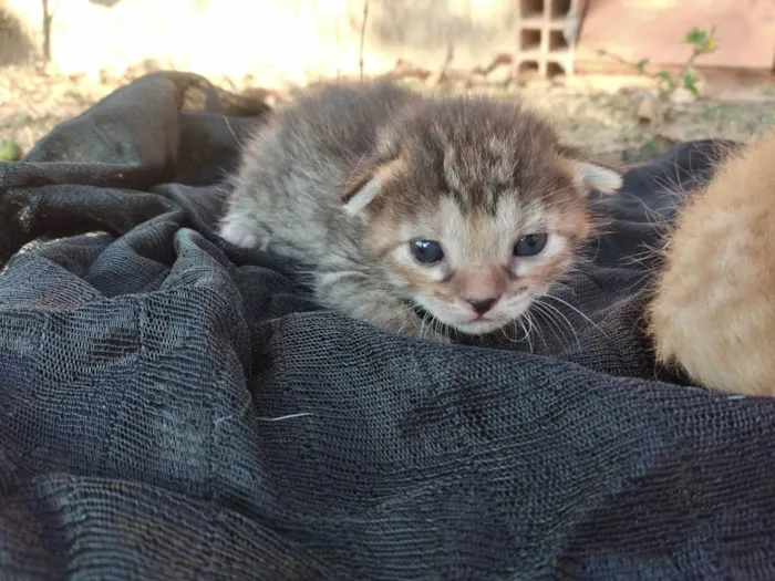 Gato ra a SRD-ViraLata idade Abaixo de 2 meses nome Gatinhos