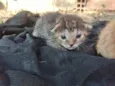 Gatinhos