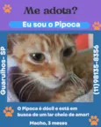 Pipoca