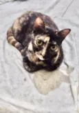 Nina