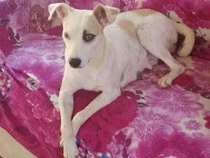 Cachorro raça SRD-ViraLata idade 2 anos nome FÊMEA JOVEM