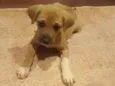 FILHOTE 3 MESES