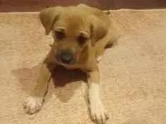 Cachorro raça SRD-ViraLata idade 2 a 6 meses nome FILHOTE 3 MESES