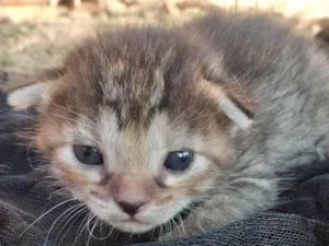 Gato raça SRD-ViraLata idade Abaixo de 2 meses nome Gatinhos
