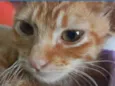 Pipoca