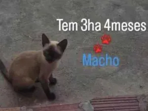 Gato raça Cianes  idade 2 a 6 meses nome Filhote