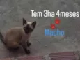 Filhote