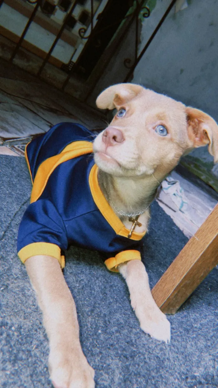 Cachorro ra a Pit-Bull idade 2 a 6 meses nome Bruce 