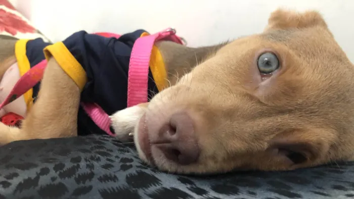 Cachorro ra a Pit-Bull idade 2 a 6 meses nome Bruce 