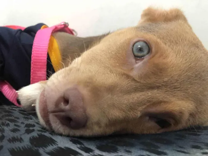 Cachorro ra a Pit-Bull idade 2 a 6 meses nome Bruce 