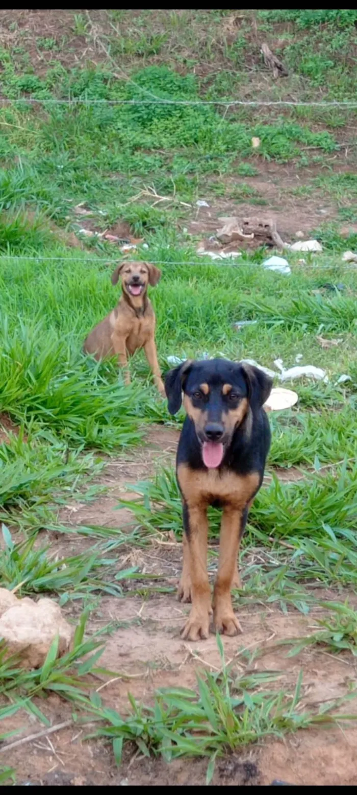 Cachorro ra a SRD-ViraLata idade 2 a 6 meses nome Maite e Solange 