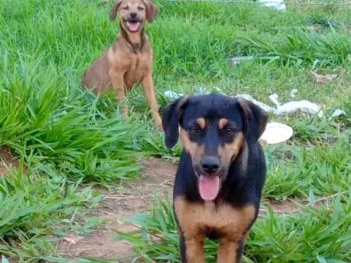 Cachorro ra a SRD-ViraLata idade 2 a 6 meses nome Maite e Solange 