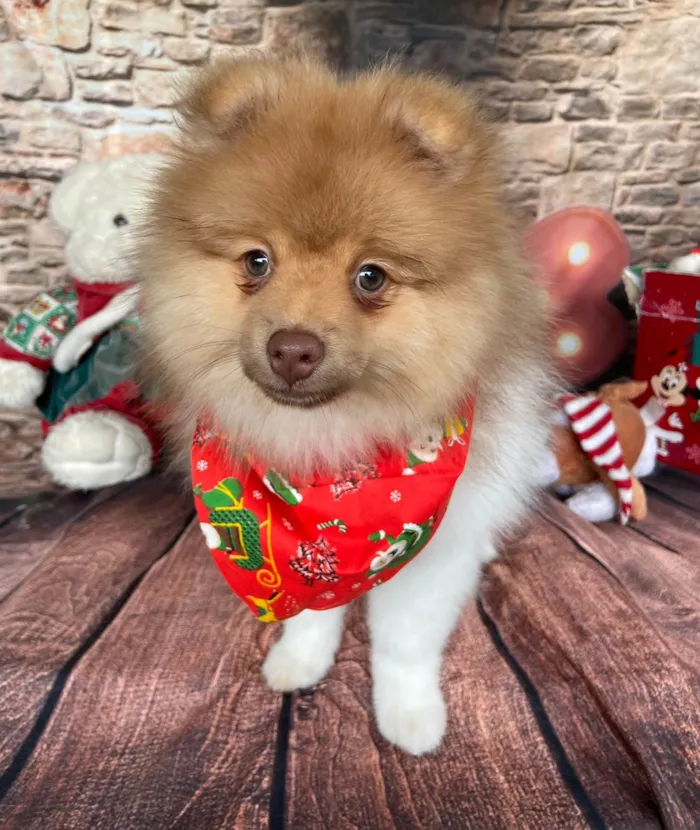 Cachorro ra a Sptzz  alemão  idade 1 ano nome Luke