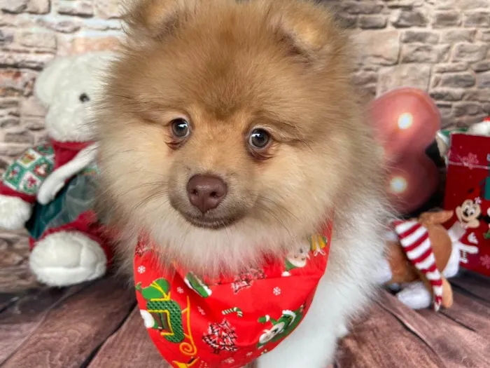 Cachorro ra a Sptzz  alemão  idade 1 ano nome Luke