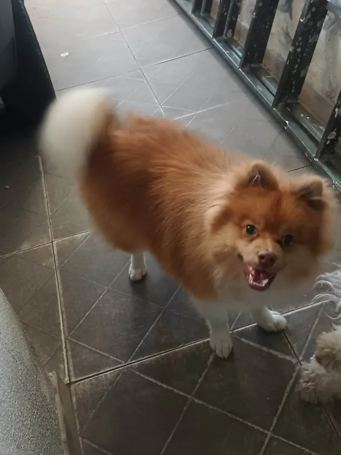 Cachorro ra a Sptzz  alemão  idade 1 ano nome Luke