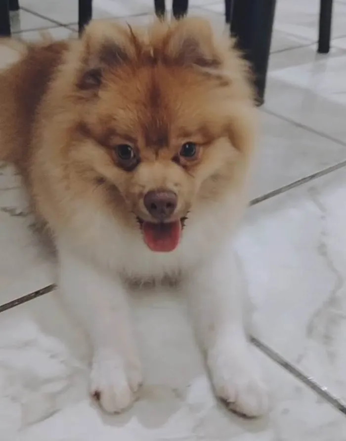 Cachorro ra a Sptzz  alemão  idade 1 ano nome Luke
