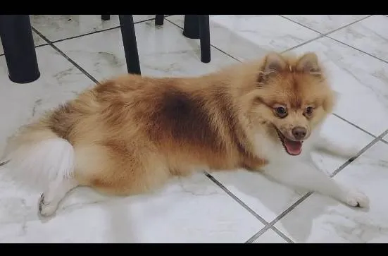 Cachorro ra a Sptzz  alemão  idade 1 ano nome Luke