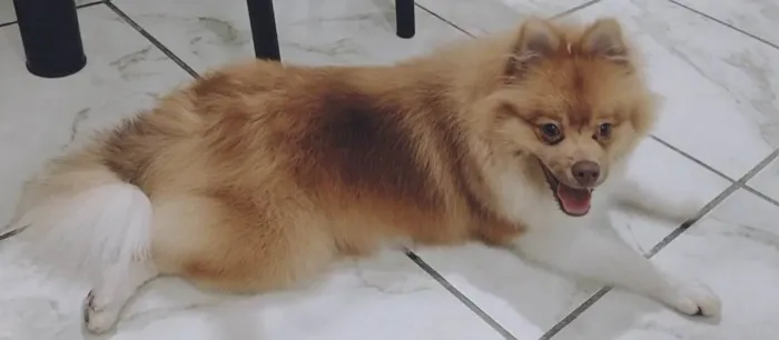 Cachorro ra a Sptzz  alemão  idade 1 ano nome Luke