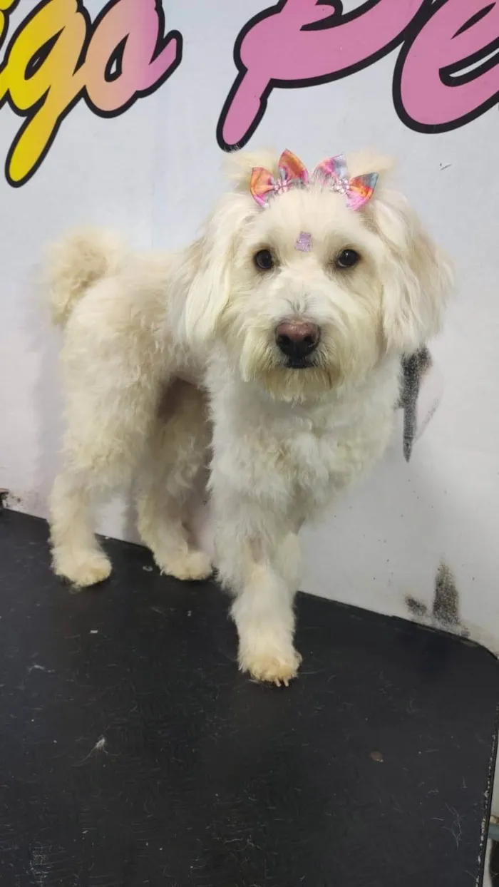 Cachorro ra a Poodle idade 7 a 11 meses nome Rebeca 