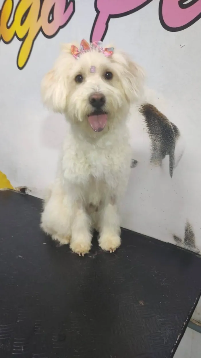 Cachorro ra a Poodle idade 7 a 11 meses nome Rebeca 