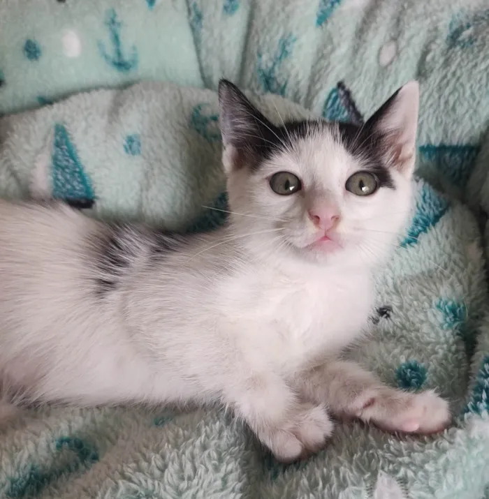 Gato ra a SRD-ViraLata idade 2 a 6 meses nome Frajolinha 