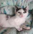 Frajolinha